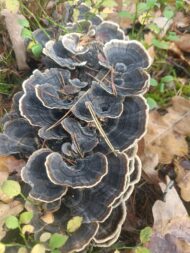 00b7493e2754a2f81edd83521d0ab8e4