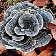 ff3fe1137594b1267114114f1efed3ba