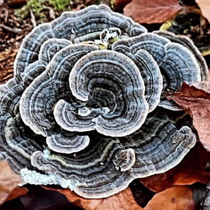 ff3fe1137594b1267114114f1efed3ba