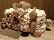 0058554a5d44527e7fc9a01eb48242ac