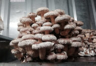 e92aa4490cb6d7f660dc235b2a229f2a